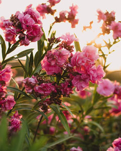 Jardim
