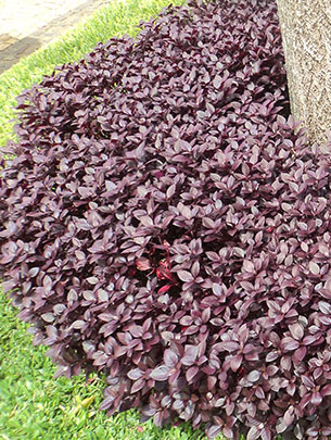 Jardinagem