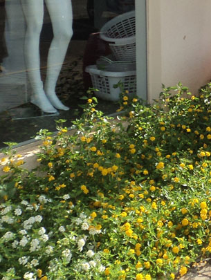 Jardinagem