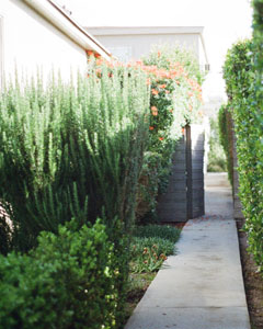Planta ornamental