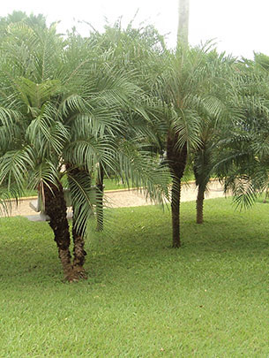 Jardinagem