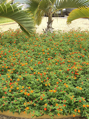 Jardinagem