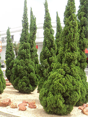 Jardinagem