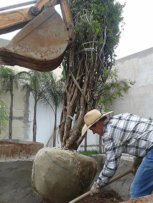 Jardinagem